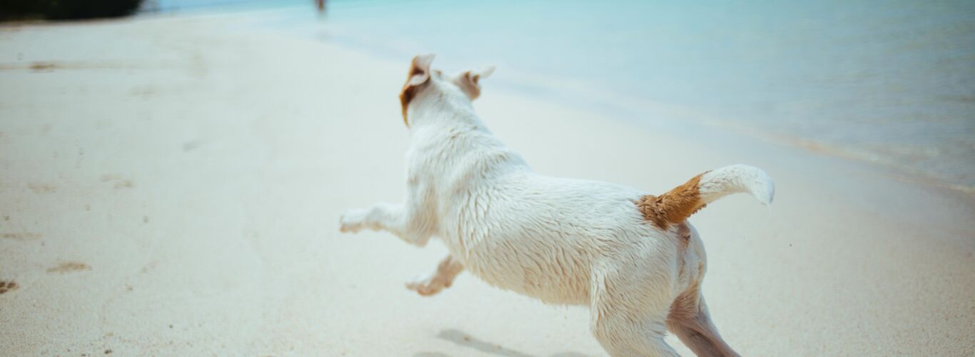 Jack russell on beach