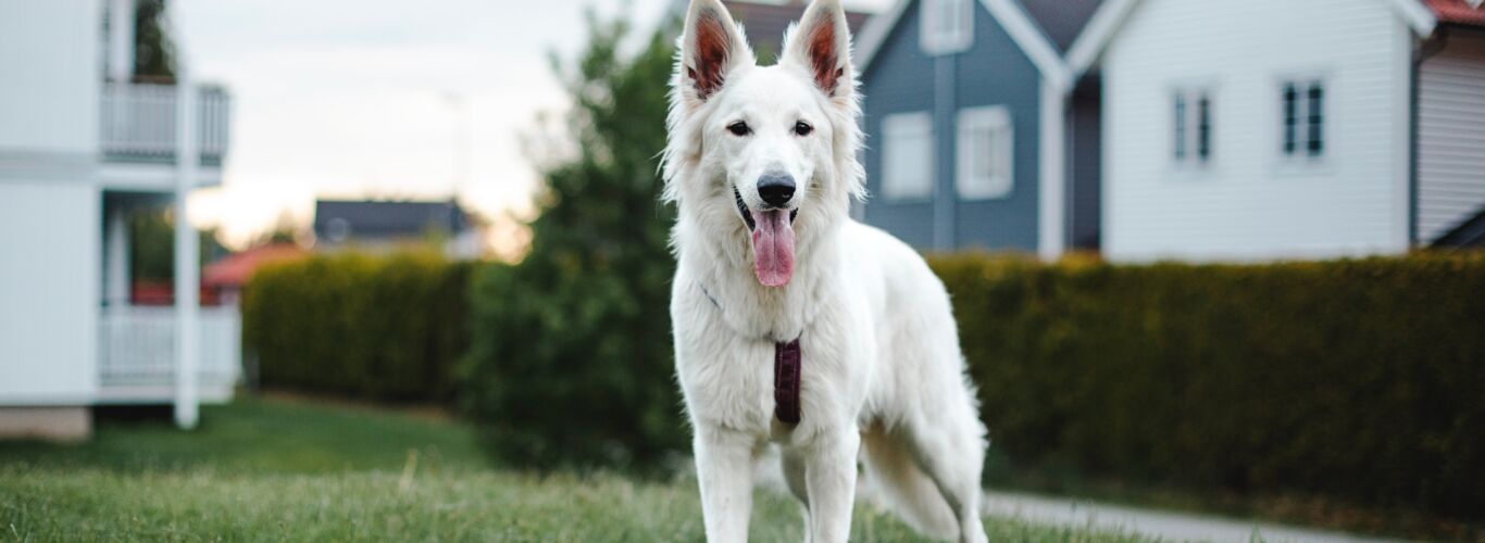 White dog in front of houses