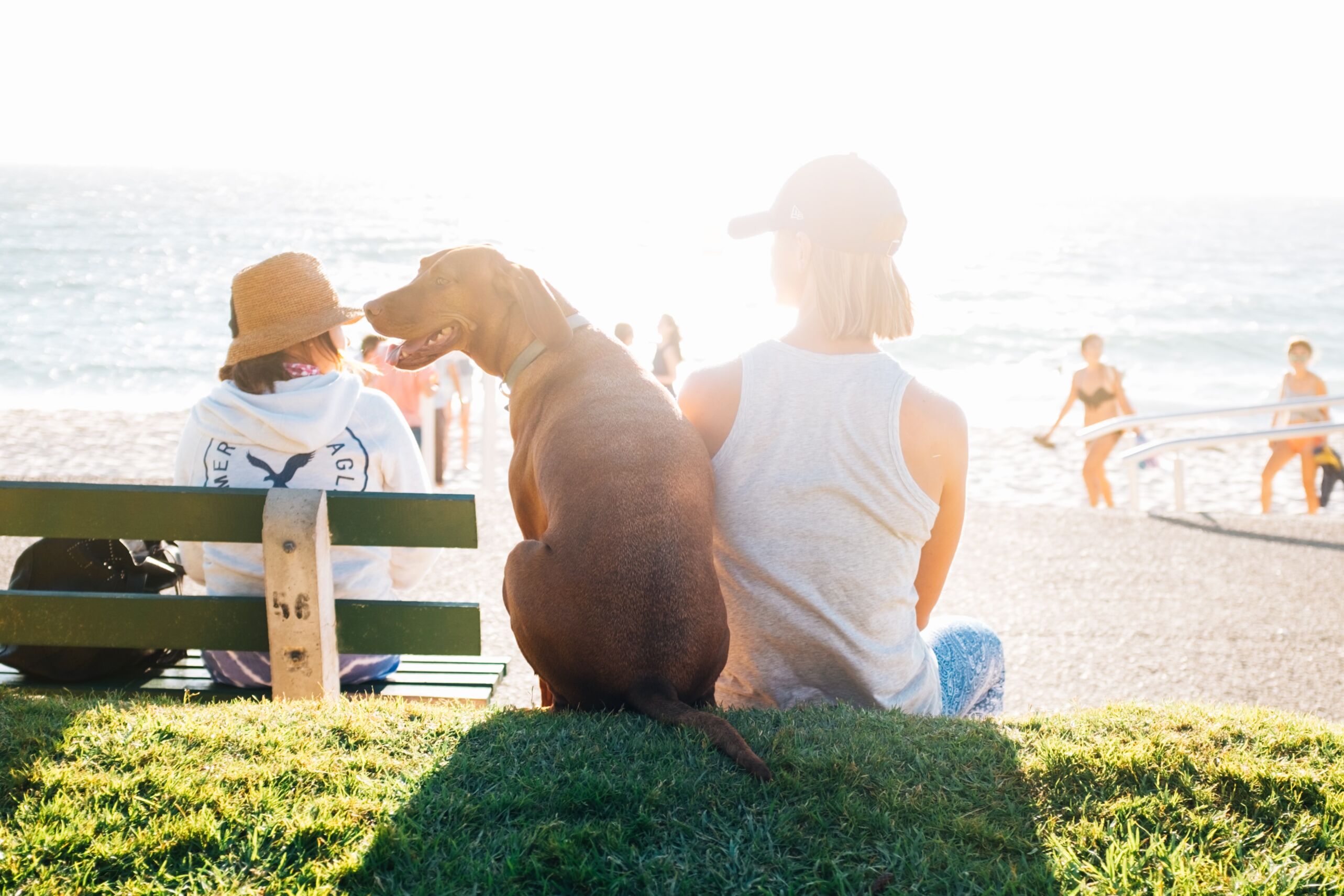 Dog next to beach