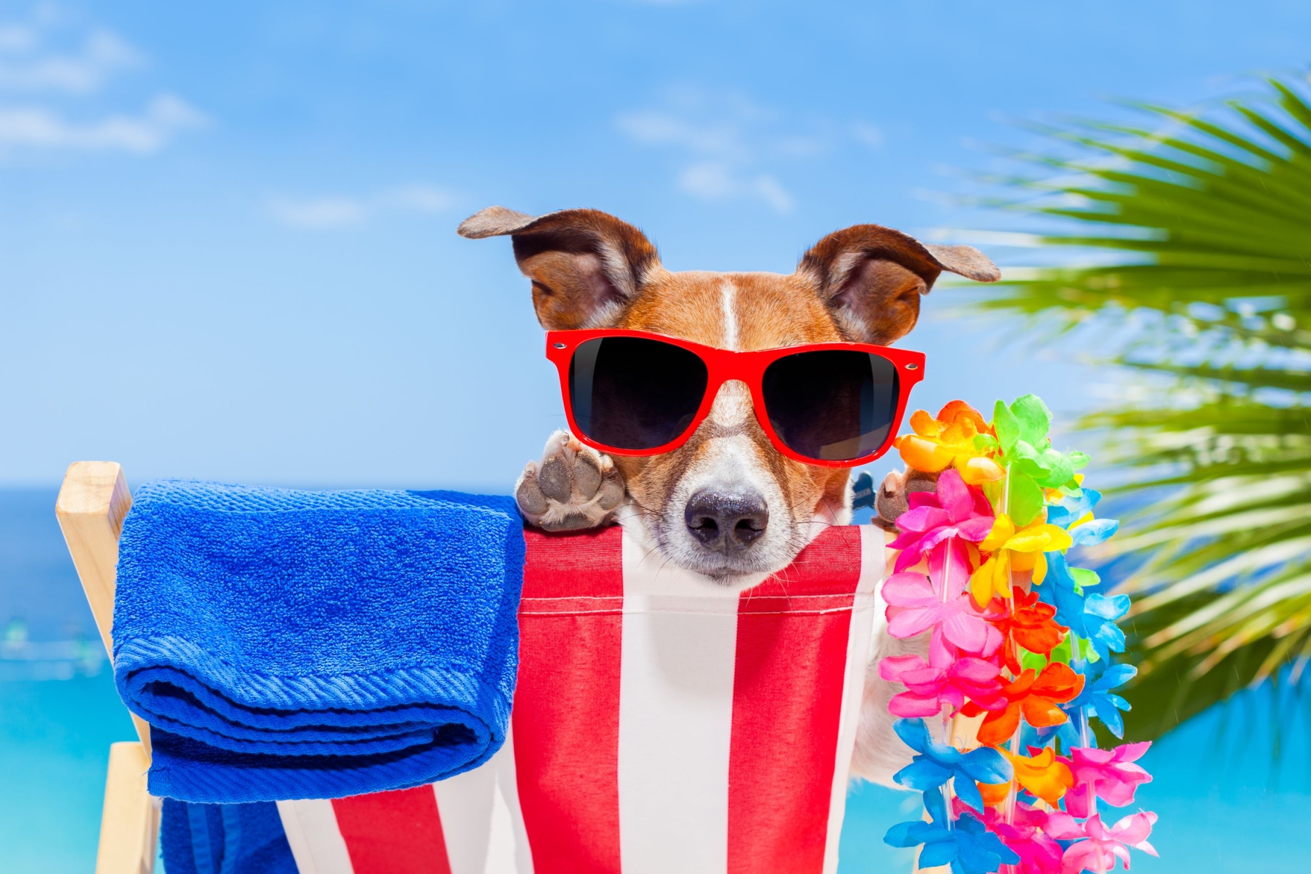 Dog on beach with sunglasses and towel