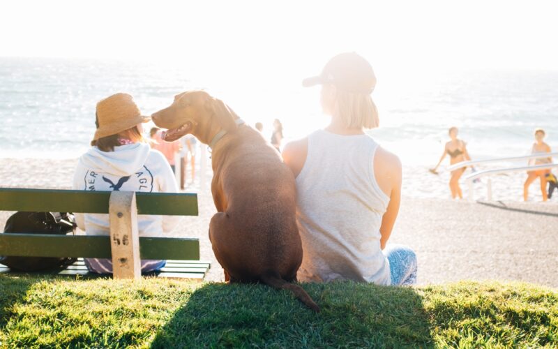 Dog next to beach