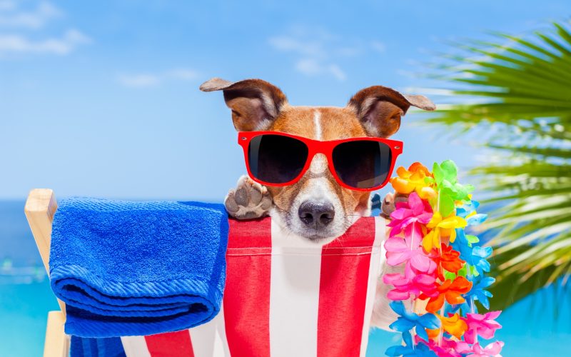 Dog on beach with sunglasses and towel