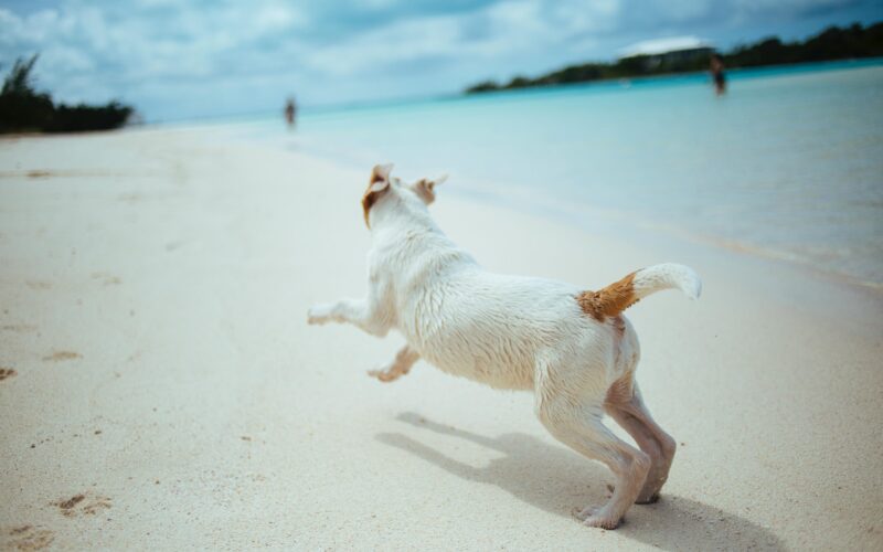 Jack russell on beach